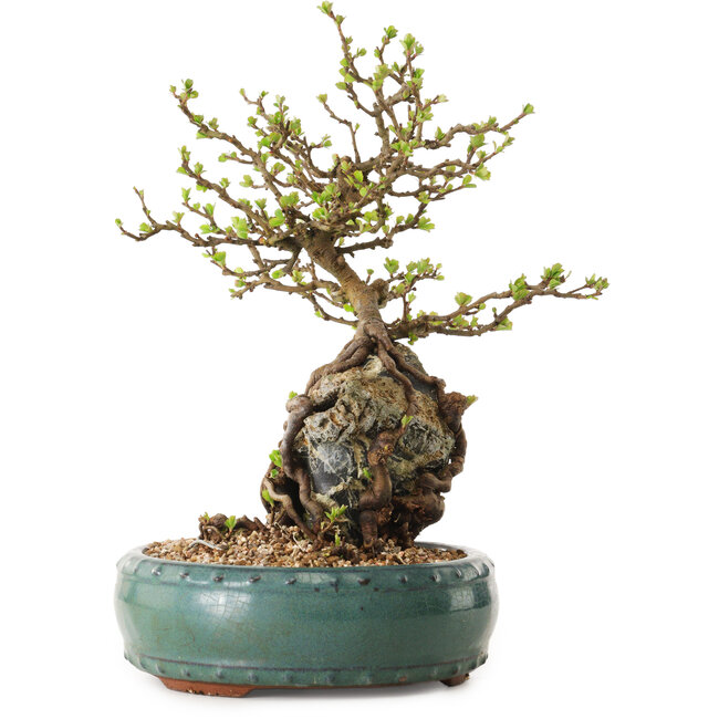 Chaenomeles speciosa, 27 cm, ± 25 ans