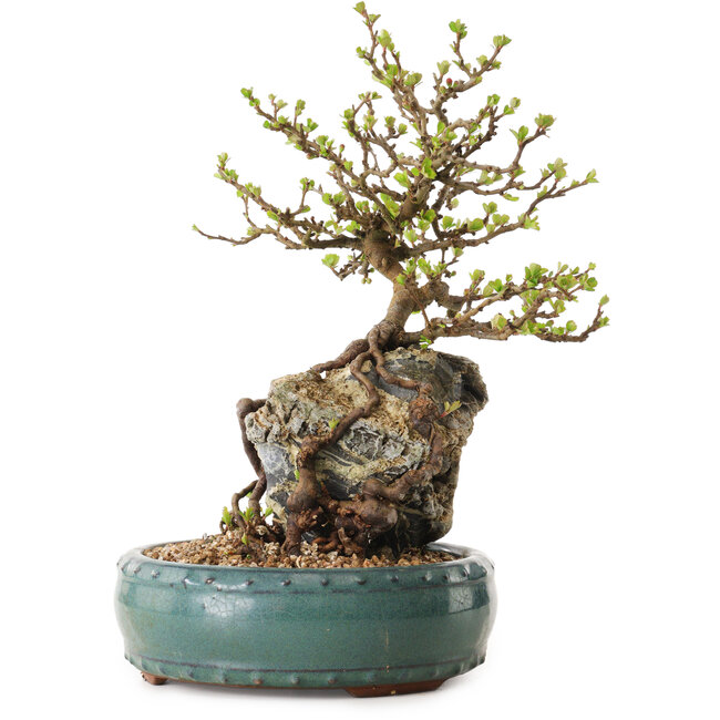 Chaenomeles speciosa, 27 cm, ± 25 años de edad