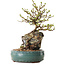 Chaenomeles speciosa, 27 cm, ± 25 ans