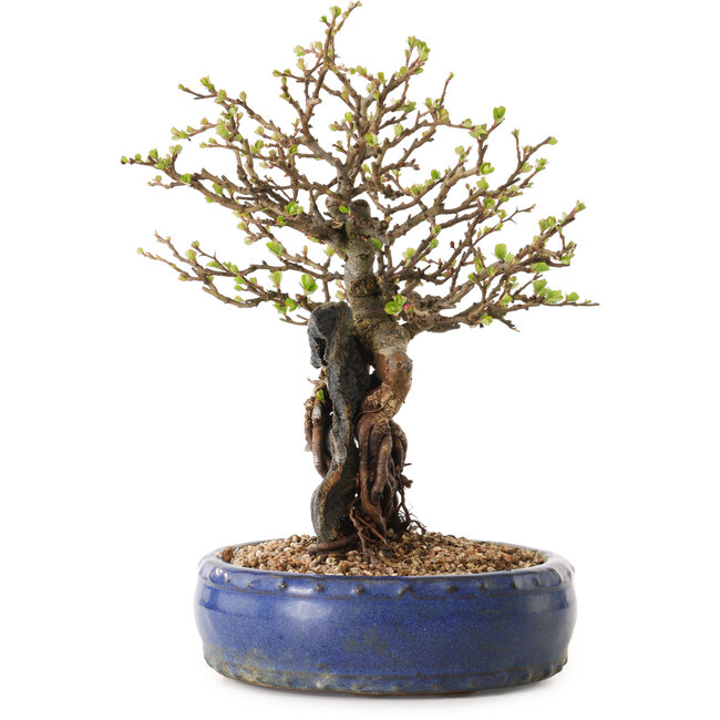 Chaenomeles speciosa, 30 cm, ± 25 ans