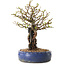 Chaenomeles speciosa, 30 cm, ± 25 ans