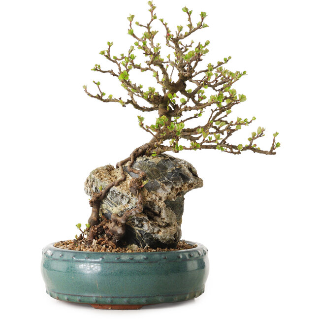 Chaenomeles speciosa, 27 cm, ± 25 ans