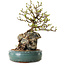 Chaenomeles speciosa, 27 cm, ± 25 ans