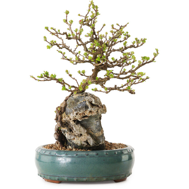 Chaenomeles speciosa, 27 cm, ± 25 años de edad