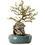 Chaenomeles speciosa, 27 cm, ± 25 ans