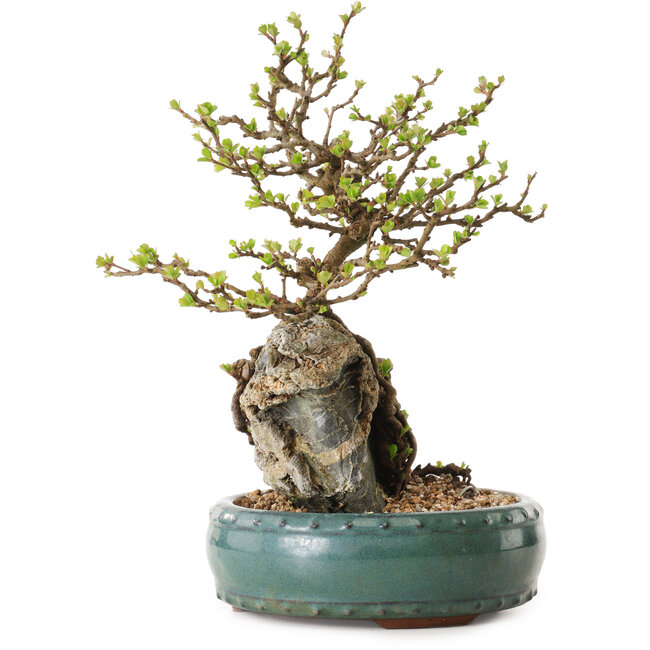 Chaenomeles speciosa, 27 cm, ± 25 ans