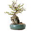 Chaenomeles speciosa, 27 cm, ± 25 ans
