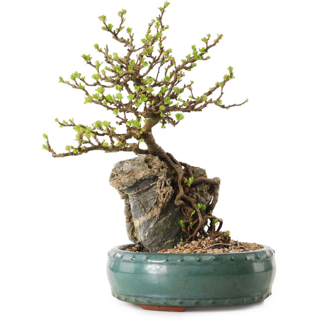 Chaenomeles speciosa, 27 cm, ± 25 ans