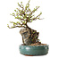 Chaenomeles speciosa, 27 cm, ± 25 ans