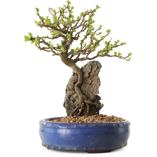 Chaenomeles speciosa, 24 cm, ± 25 ans