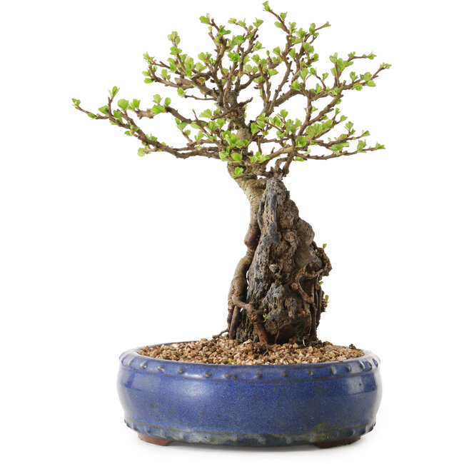 Chaenomeles speciosa, 24 cm, ± 25 años de edad