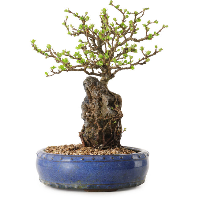 Chaenomeles speciosa, 24 cm, ± 25 jaar oud