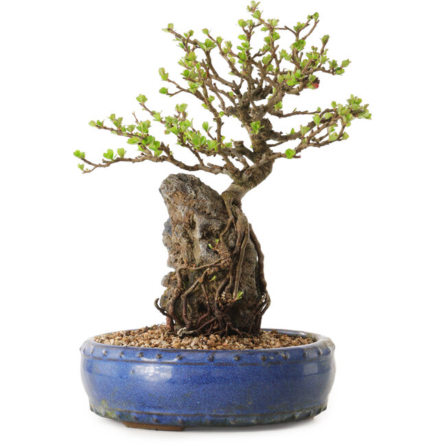 Chaenomeles speciosa, 24 cm, ± 25 jaar oud