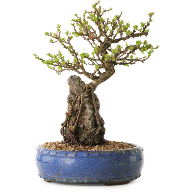 Chaenomeles speciosa, 24 cm, ± 25 ans