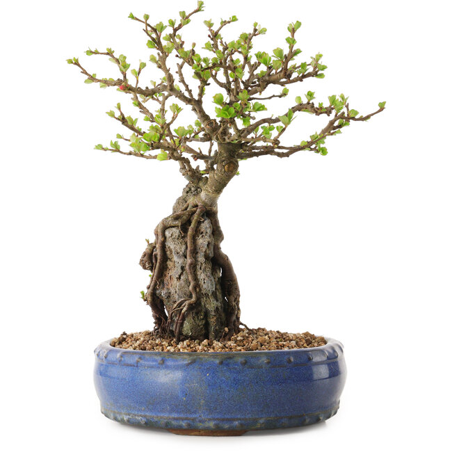 Chaenomeles speciosa, 24 cm, ± 25 anni