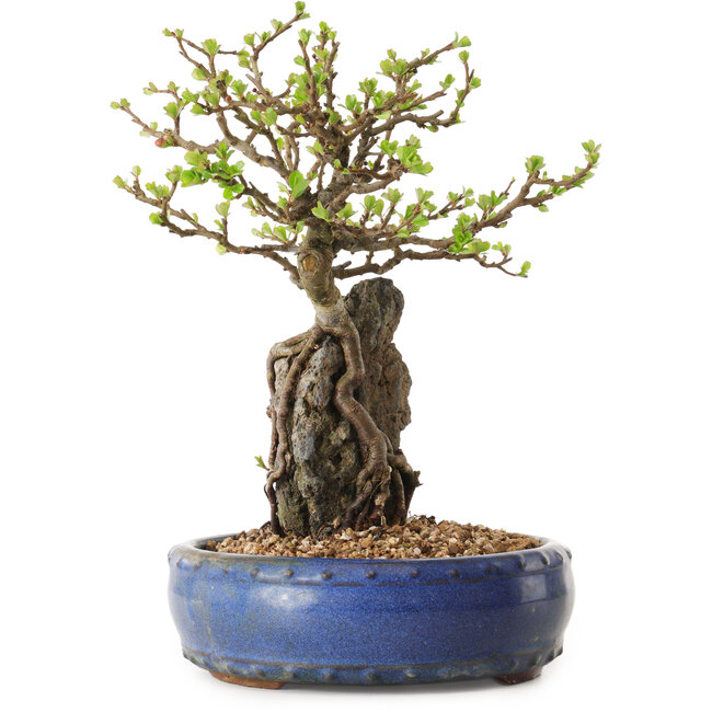 Chaenomeles speciosa, 24 cm, ± 25 ans