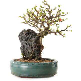 Chaenomeles speciosa, 24 cm, ± 25 years old