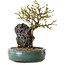 Chaenomeles speciosa, 24 cm, ± 25 ans