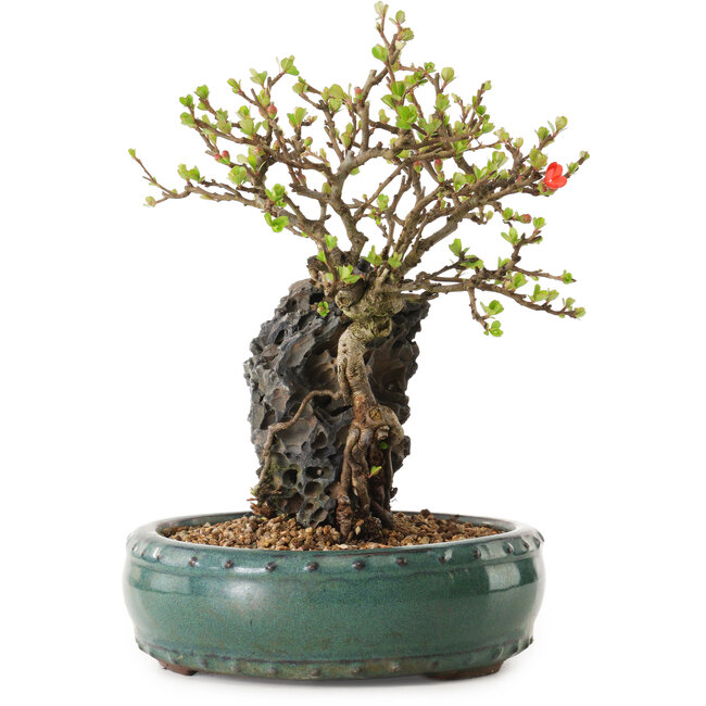 Chaenomeles speciosa, 24 cm, ± 25 ans