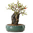 Chaenomeles speciosa, 24 cm, ± 25 ans