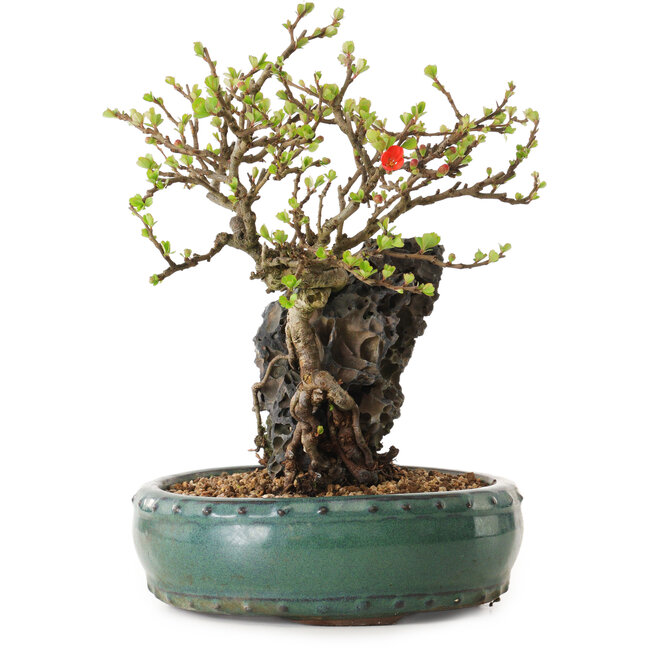 Chaenomeles speciosa, 24 cm, ± 25 ans