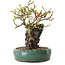 Chaenomeles speciosa, 24 cm, ± 25 ans