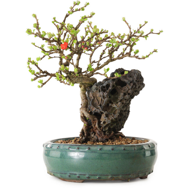 Chaenomeles speciosa, 24 cm, ± 25 años de edad