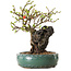 Chaenomeles speciosa, 24 cm, ± 25 ans