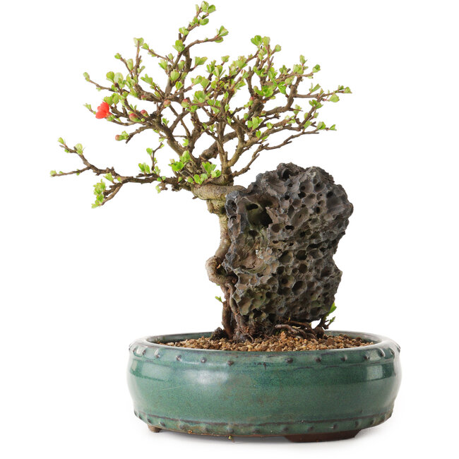 Chaenomeles speciosa, 24 cm, ± 25 años de edad