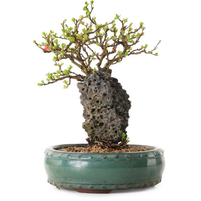 Chaenomeles speciosa, 24 cm, ± 25 ans