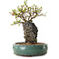Chaenomeles speciosa, 24 cm, ± 25 ans