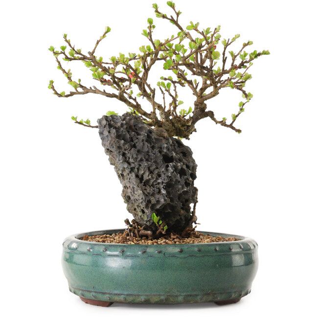 Chaenomeles speciosa, 24 cm, ± 25 years old