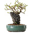 Chaenomeles speciosa, 24 cm, ± 25 ans