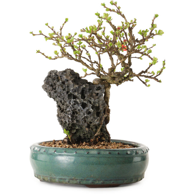 Chaenomeles speciosa, 24 cm, ± 25 ans