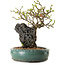 Chaenomeles speciosa, 24 cm, ± 25 ans