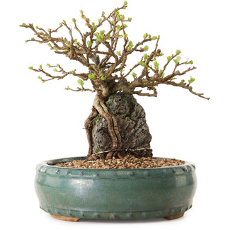 Chaenomeles speciosa, 20 cm, ± 25 ans