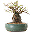 Chaenomeles speciosa, 20 cm, ± 25 ans
