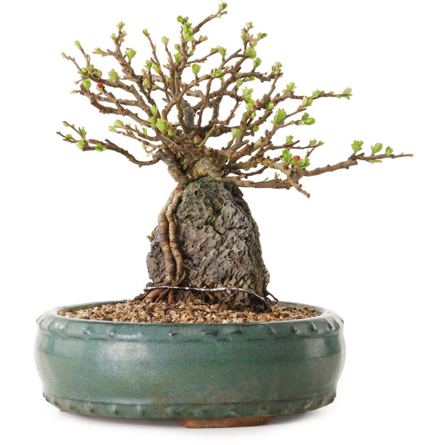 Chaenomeles speciosa, 20 cm, ± 25 Jahre alt