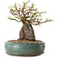 Chaenomeles speciosa, 20 cm, ± 25 ans
