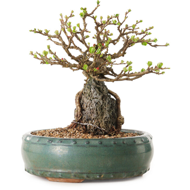 Chaenomeles speciosa, 20 cm, ± 25 ans