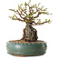 Chaenomeles speciosa, 20 cm, ± 25 ans
