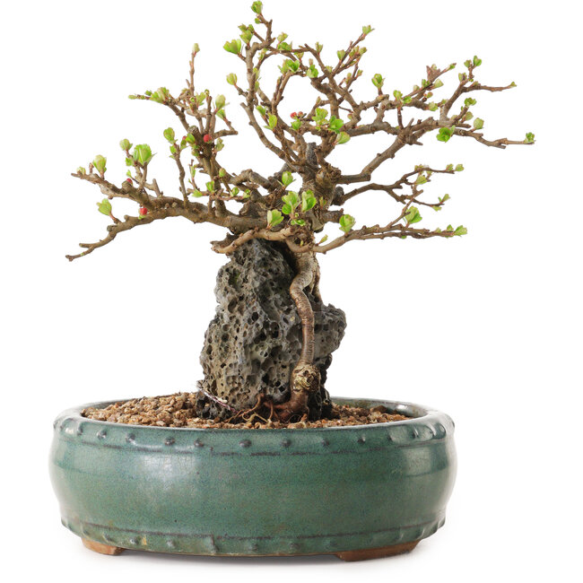 Chaenomeles speciosa, 20 cm, ± 25 years old