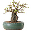Chaenomeles speciosa, 20 cm, ± 25 ans