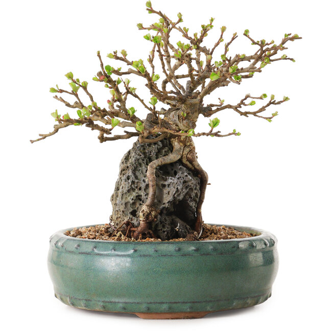 Chaenomeles speciosa, 20 cm, ± 25 anni