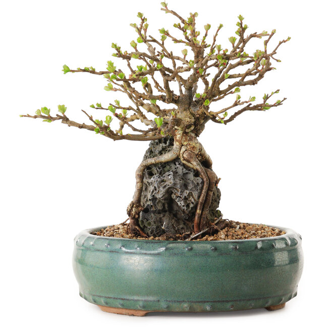 Chaenomeles speciosa, 20 cm, ± 25 años de edad