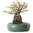 Chaenomeles speciosa, 20 cm, ± 25 ans