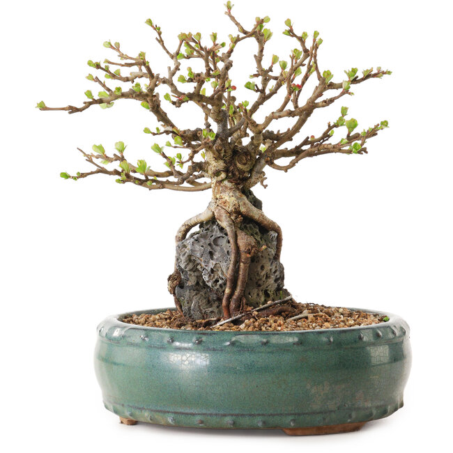 Chaenomeles speciosa, 20 cm, ± 25 years old