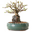 Chaenomeles speciosa, 20 cm, ± 25 ans