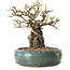 Chaenomeles speciosa, 20 cm, ± 25 ans