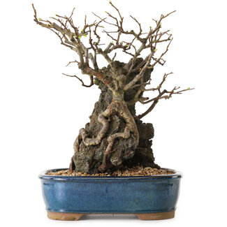 Chaenomeles speciosa, 30 cm, ± 25 ans